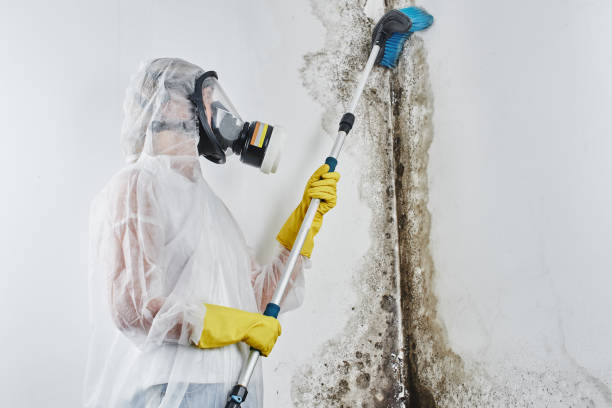 Best Residential Mold Remediation in Chleston, AR