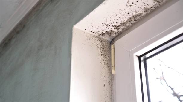 Best Commercial Mold Remediation in Chleston, AR