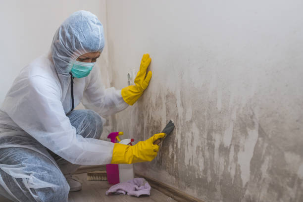Best HVAC Mold Remediation in Chleston, AR