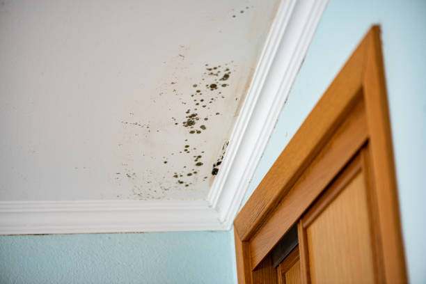 Reliable Charleston, AR Mold Remediation Solutions