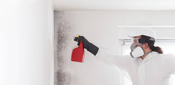 Best Commercial Mold Remediation in Chleston, AR